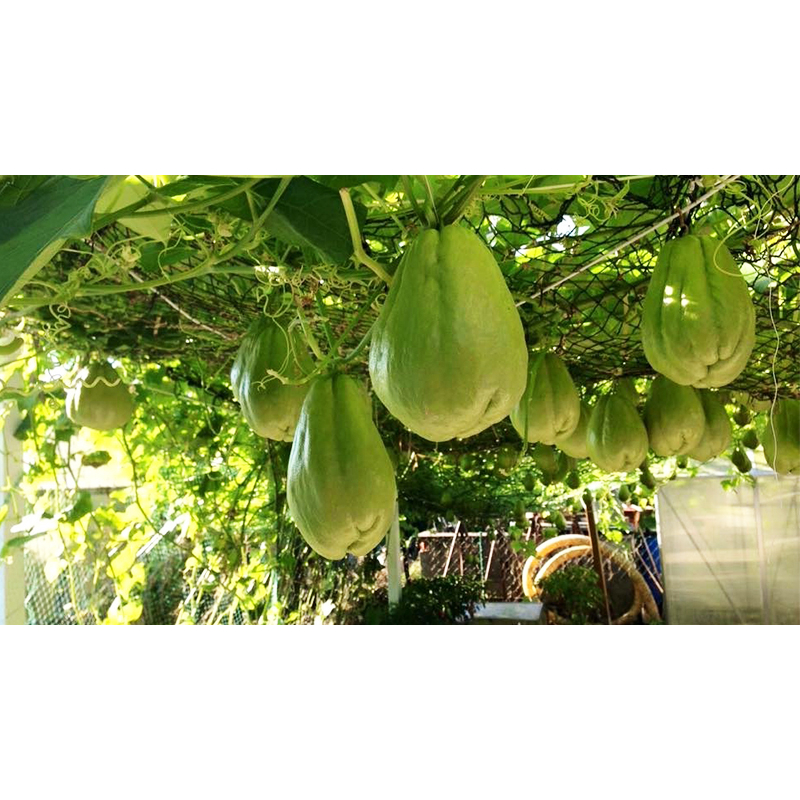 Quả su su giống hàng sll