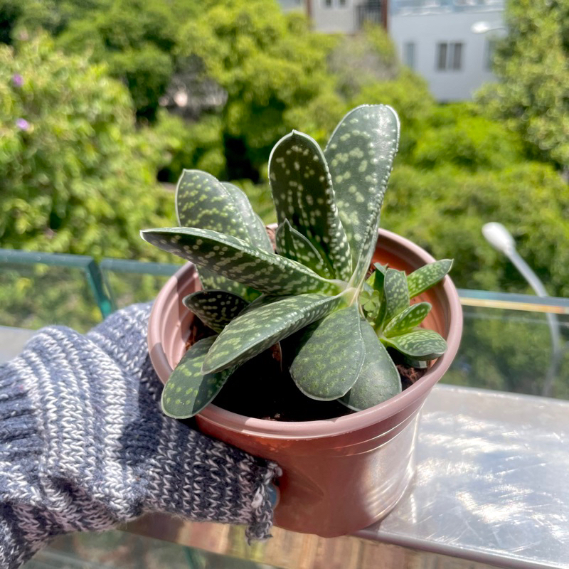 Sen Đá Mỏ Vịt - size Trung - dể chăm , nhanh mọc con