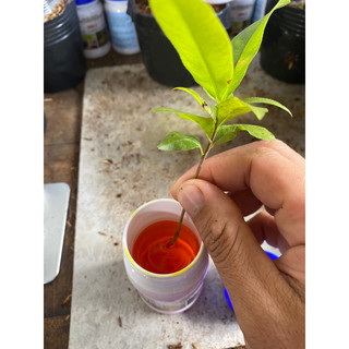 kích rể cực mạnh no1
