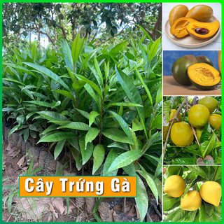 Cây trứng gà lekima cây giống cao 60cm - 80cm phát triển tốt dễ trồng & chăm sóc phù hợp khí hậu nhiều vùng miền