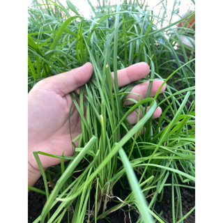 Gốc hẹ ta thơm ngon - 10 cây/ bó