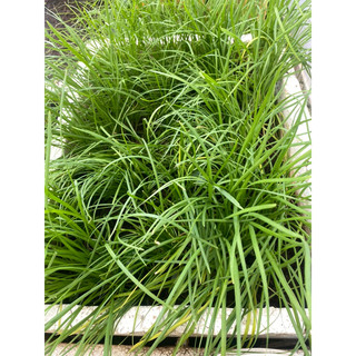 GỐC HẸ TA (lá nhỏ, hẹ sẻ) THƠM NGON - 10 cây