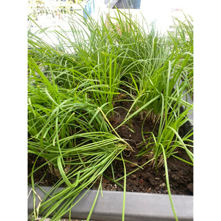 GỐC HẸ TA (lá nhỏ, hẹ sẻ) THƠM NGON - 10 cây