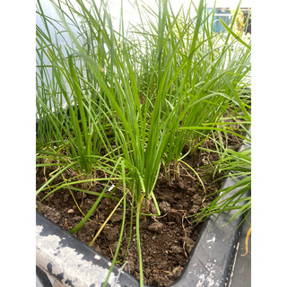 GỐC HẸ TA (lá nhỏ, hẹ sẻ) THƠM NGON - 10 cây