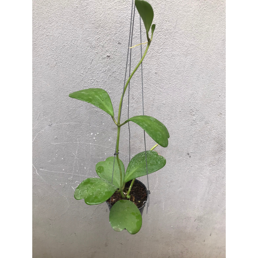 Giò hoa lan cẩm cù lá tim