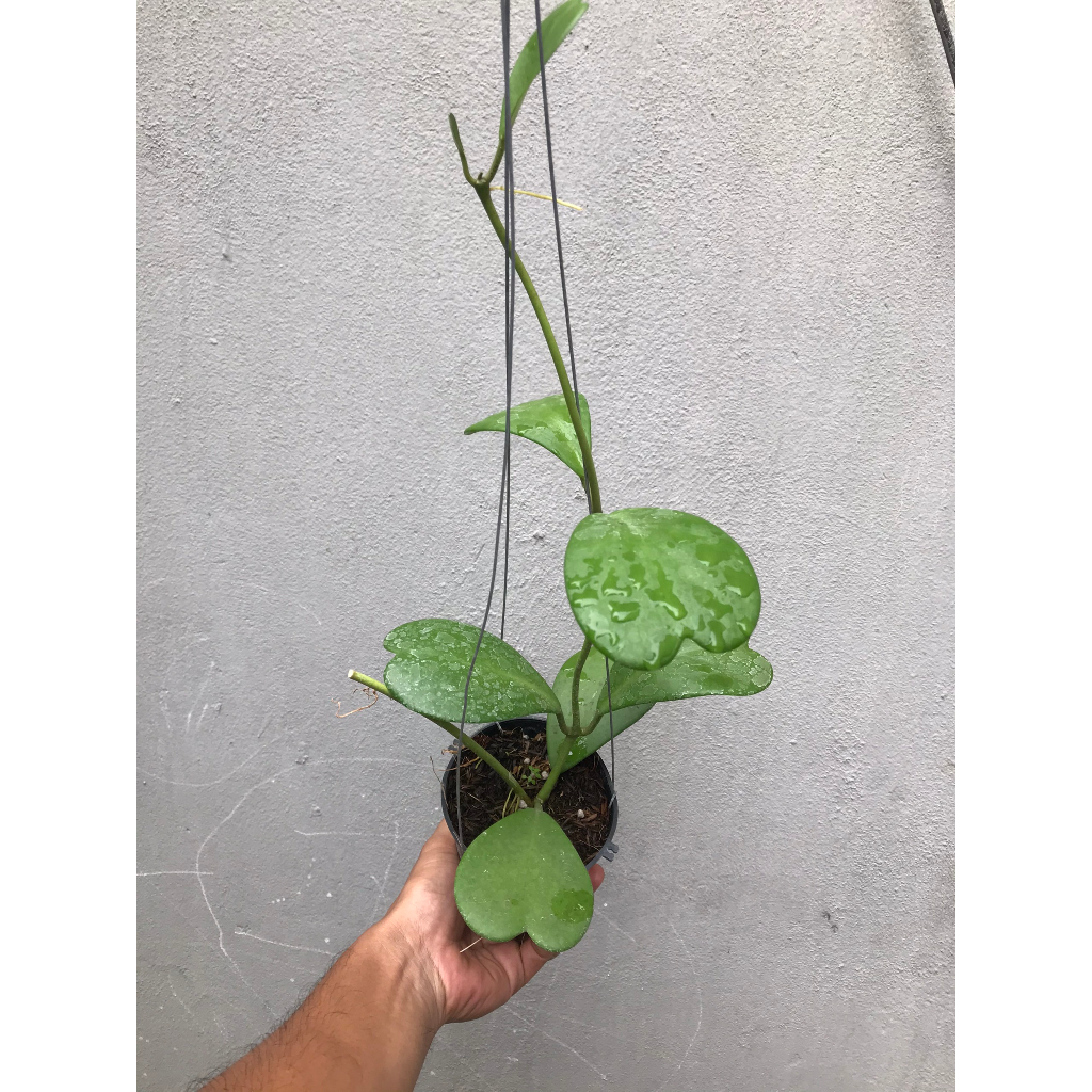 Giò hoa lan cẩm cù lá tim