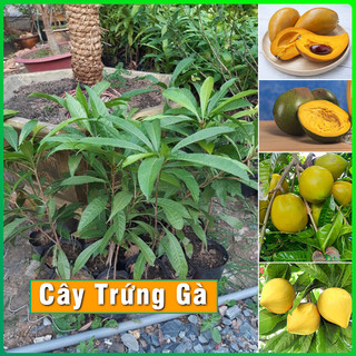 Cây giống lekima cây trứng gà cực sai quả cây khỏe phát triển tốt dễ trồng phù hợp khí hậu nhiều vùng miền