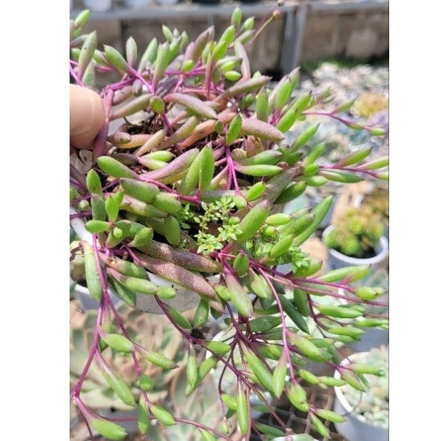 Sen đá giọt nước tím size trung 10cm vườn sen Đăk Lăk. Cây cảnh trang trí nhà cửa
