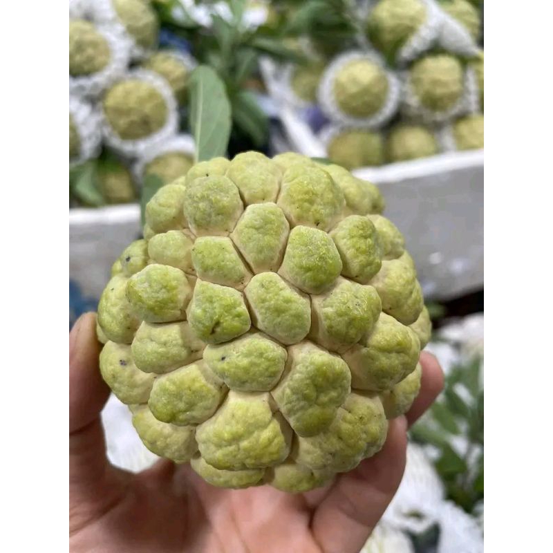 Cây mãng cầu Tây Ninh