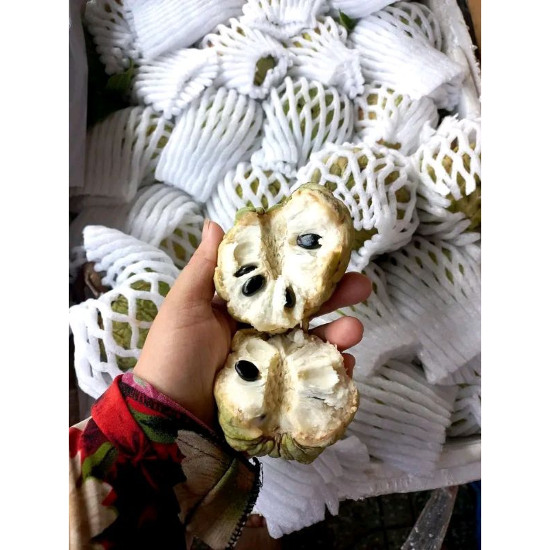 Cây mãng cầu Tây Ninh