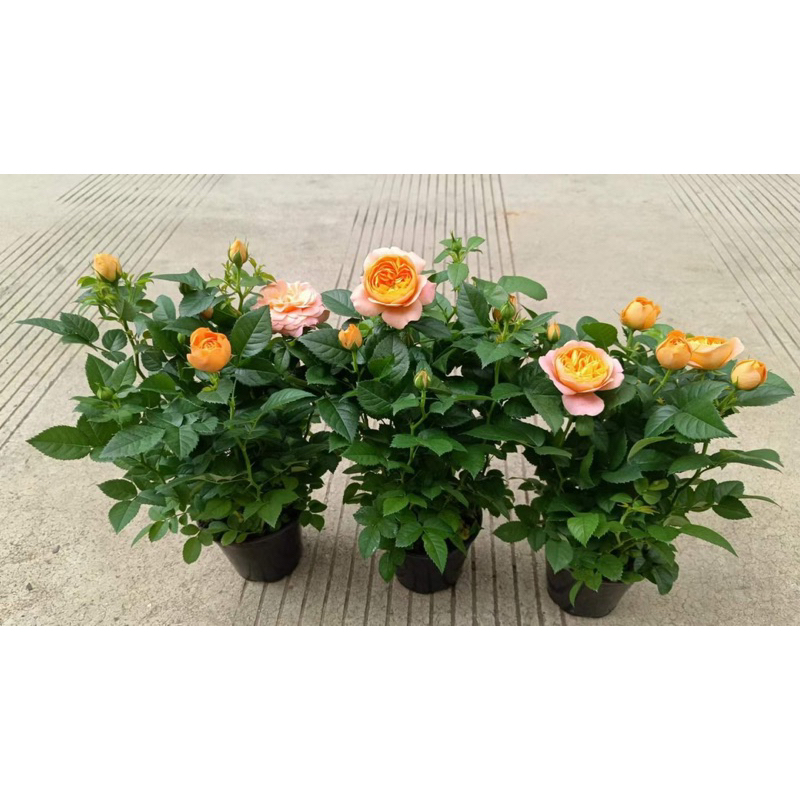 Terrazza rose / Hồng tezza màu cam cá hồi