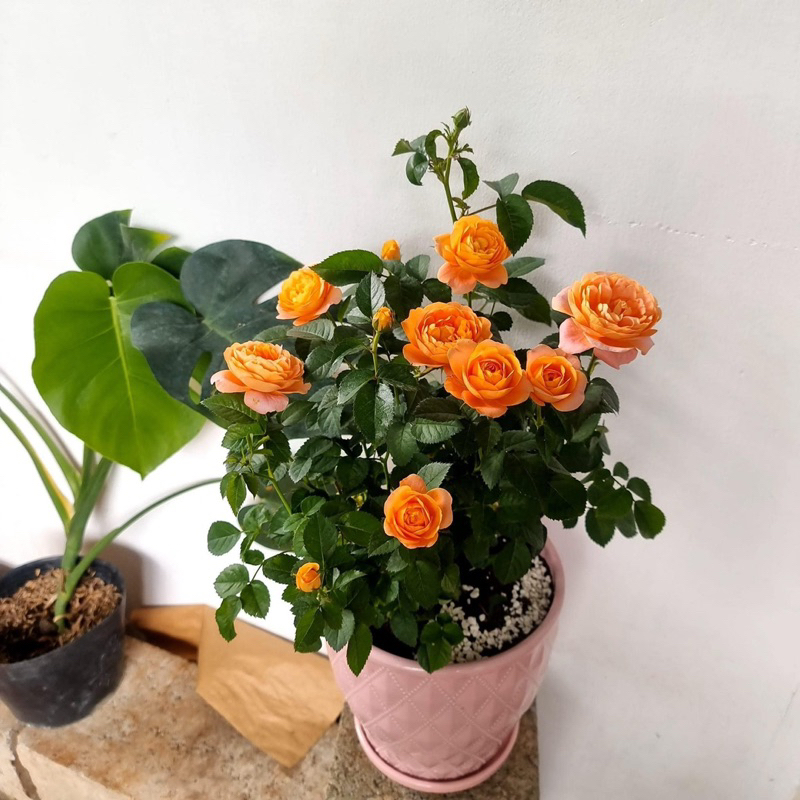 Terrazza rose / Hồng tezza màu cam cá hồi