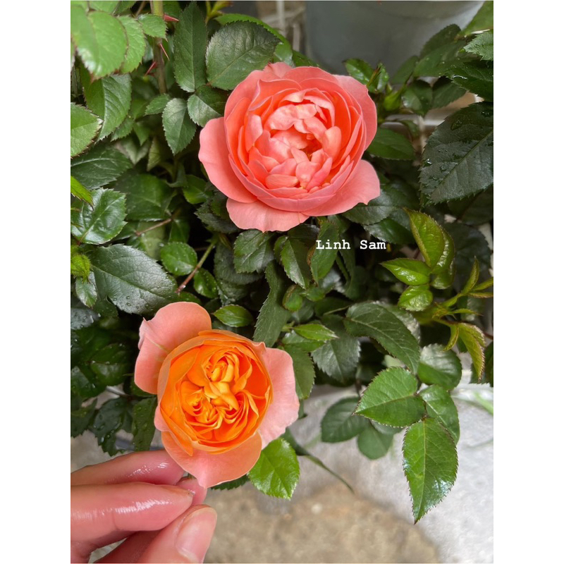 Terrazza rose / Hồng tezza màu cam cá hồi