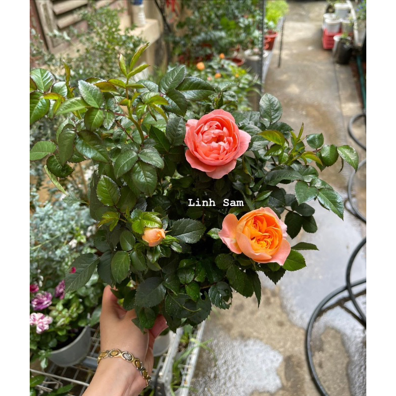 Terrazza rose / Hồng tezza màu cam cá hồi