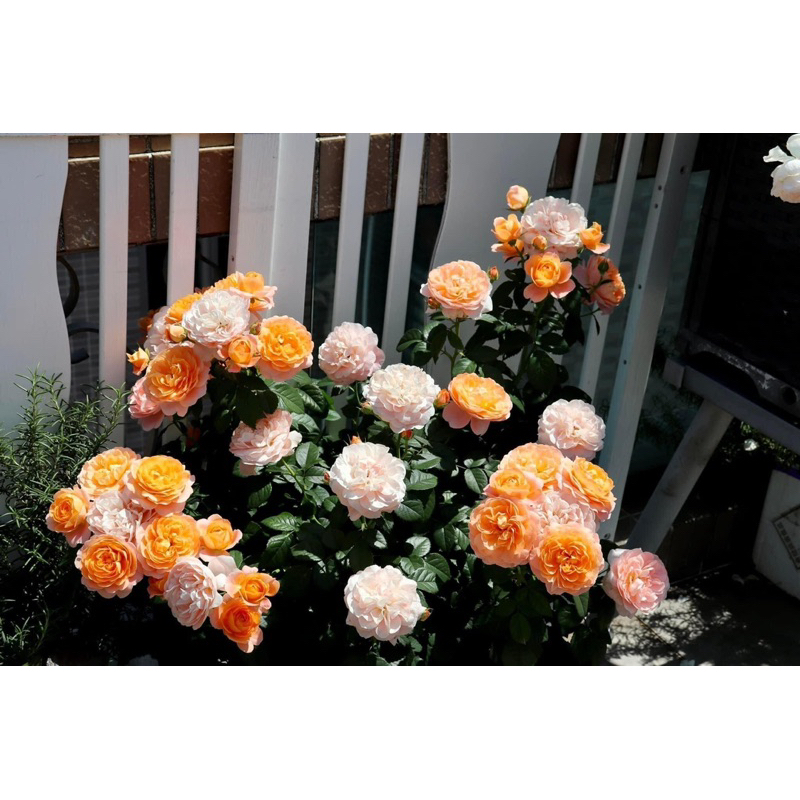 Terrazza rose / Hồng tezza màu cam cá hồi