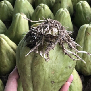 Củ susu giống đã ra rễ đẹp