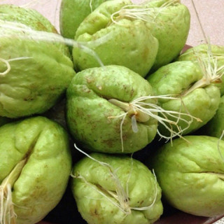 Củ(quả) susu giống đã ra rễ đẹp