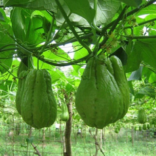 Củ(quả) susu giống đã ra rễ đẹp