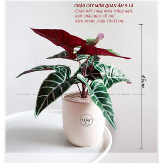 Cây giả, Chậu lá Môn kèm chậu đất nung trứng cao 45cm