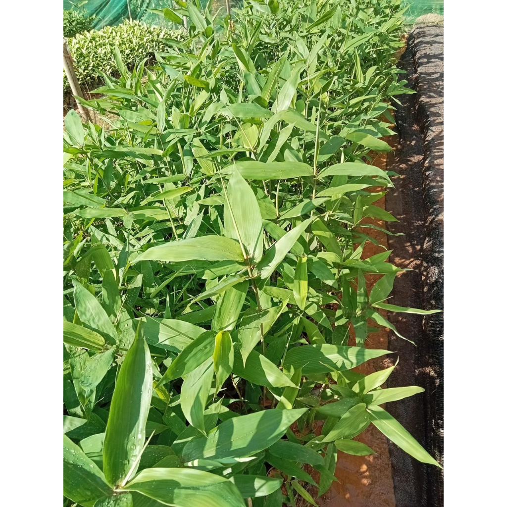 Cây lá giang rừng cao 50cm
