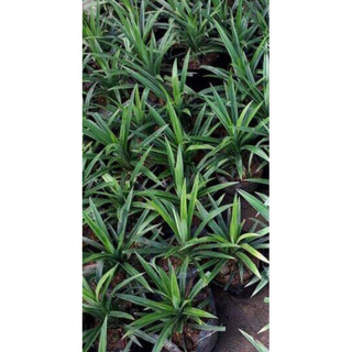 cây lá nếp(dứa thơm)gửi cây hình 2,hình 3