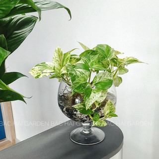 Chậu cây trầu bà cẩm thạch thuỷ sinh- Cây để bàn