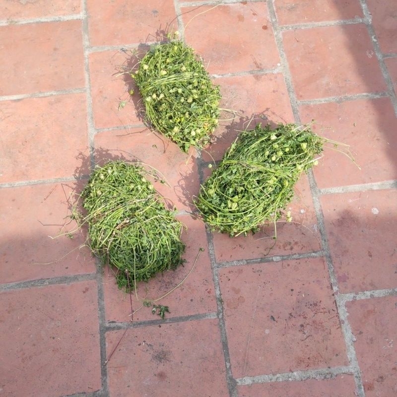 Cây tầm bóp dây leo, phơi khô