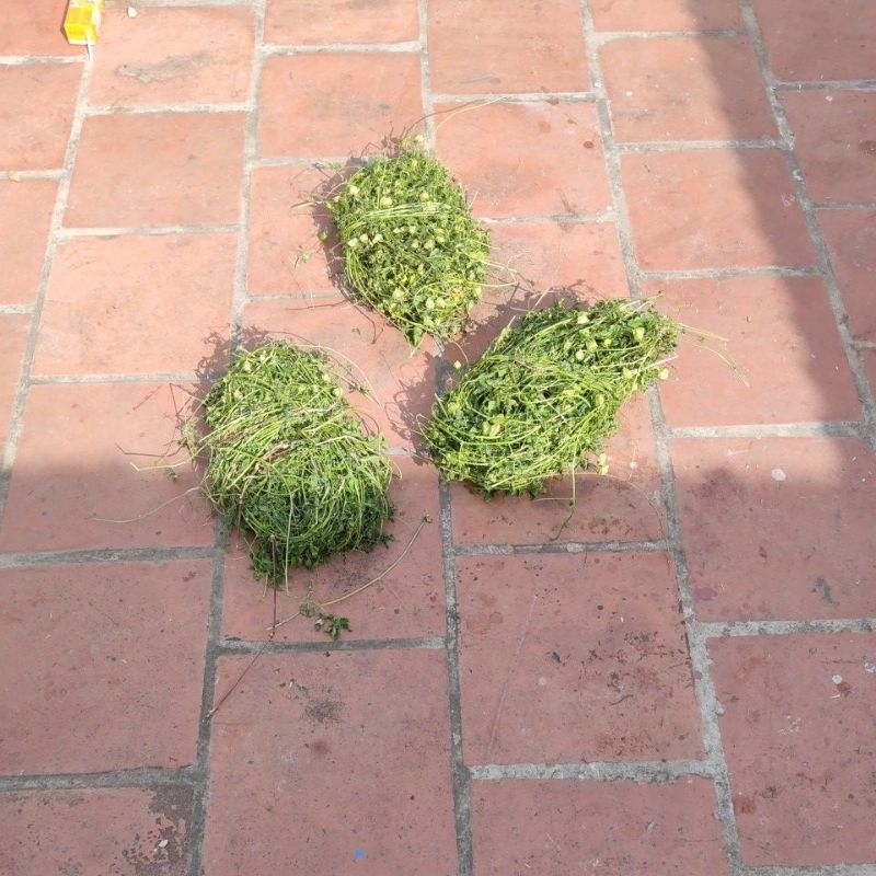 Cây tầm bóp dây leo, phơi khô