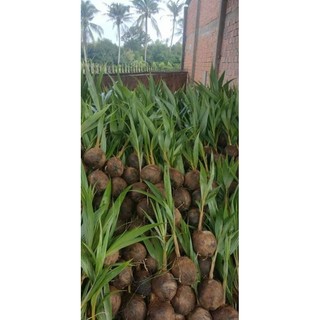 Combo 30 dừa mã lai