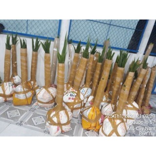 Combo 30 dừa mã lai