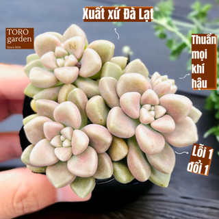 Sen đá kim tuyến Đà Lạt size bé cây cảnh trang trí nhà cửa Toro garden