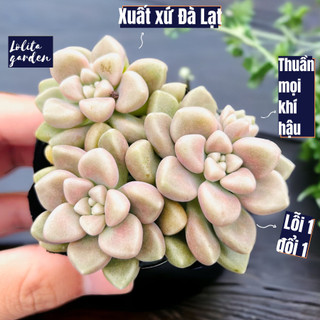 Sen đá kim tuyến Đà Lạt size bé cây cảnh trang trí nhà cửa Lolita garden