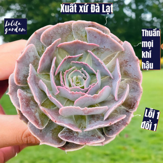 Sen đá bắp cải light purple Đà Lạt size bé cây cảnh trang trí nhà cửa Lolita garden