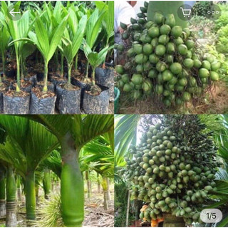 Cây cau lùn tứ quý ra quả quanh năm, cau lùn f1 ra quả sớm
