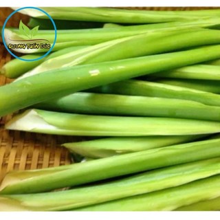 cây giống môn bạc hà để nấu riêu ,siêu dễ trồng