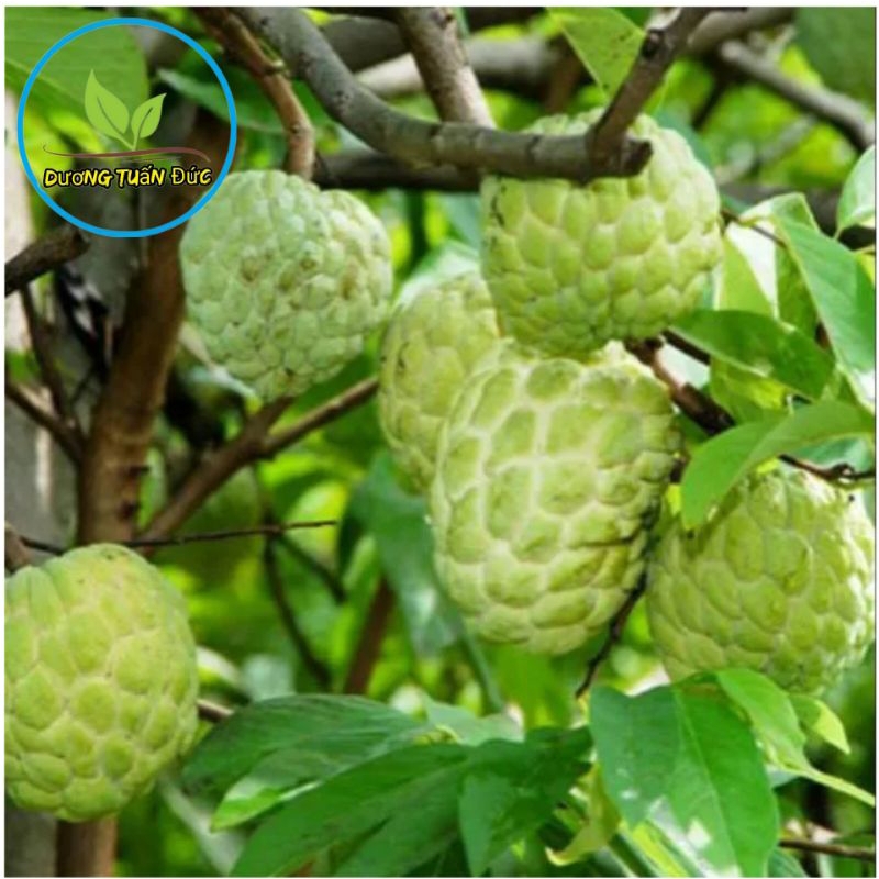 Cây giống na dai