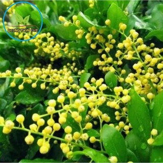 cây ngâu vừa làm cảnh vừa làm vị