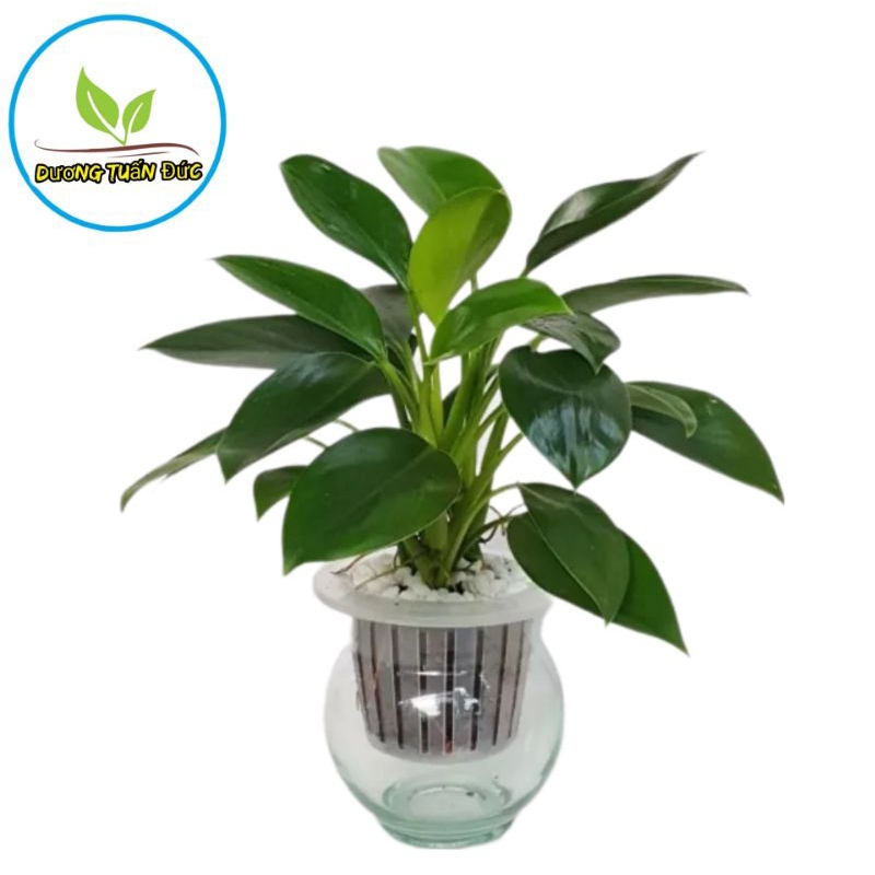 cây đế vương xanh, ảnh thật 5,6,7