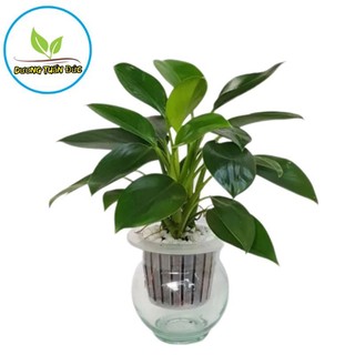 Cây đế vương xanh, ảnh thật 5,6,7