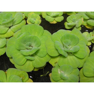 Cây thủy sinh 10 cây bèo cái mini lá tròn giúp lọc nước, trang trí hồ cá