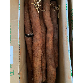 Củ hoài sơn tươi 1kg
