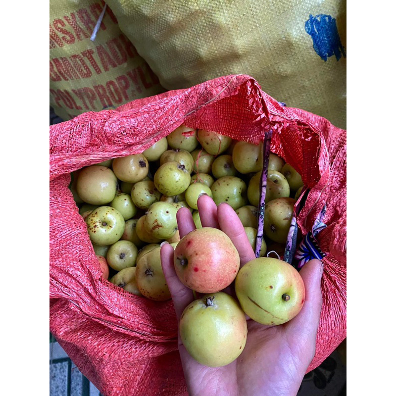 Táo mèo tươi mù cang chải yên bái