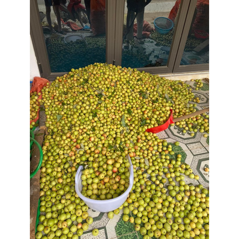 Táo mèo tươi mù cang chải yên bái