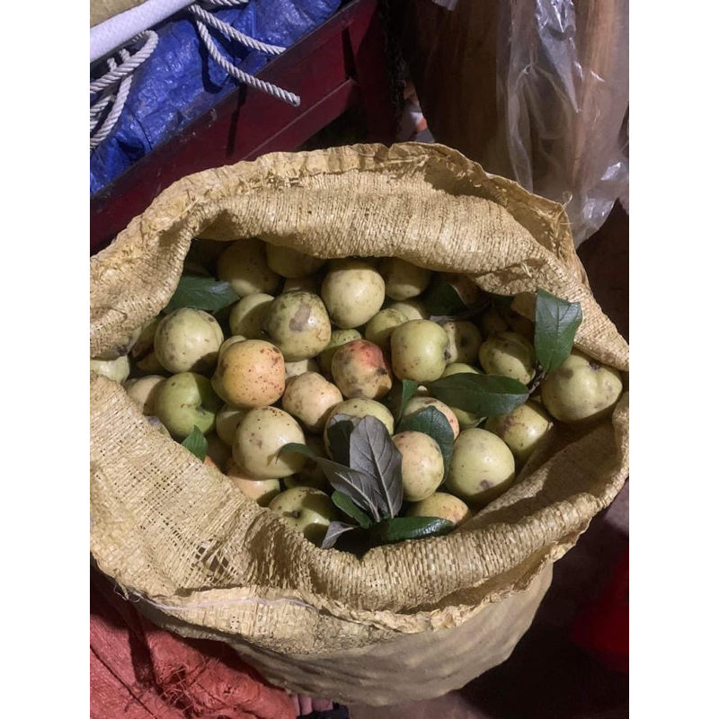 Táo mèo tươi mù cang chải yên bái