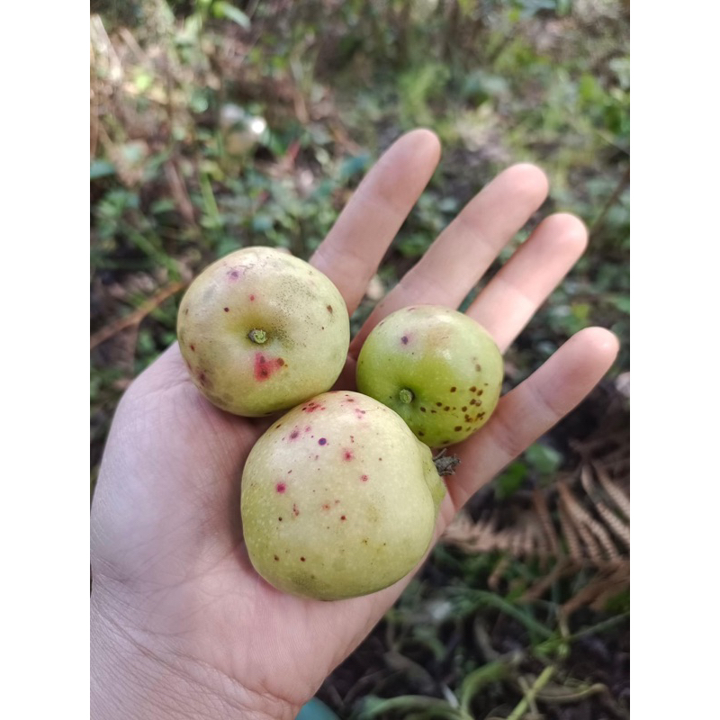 Táo mèo tươi mù cang chải yên bái