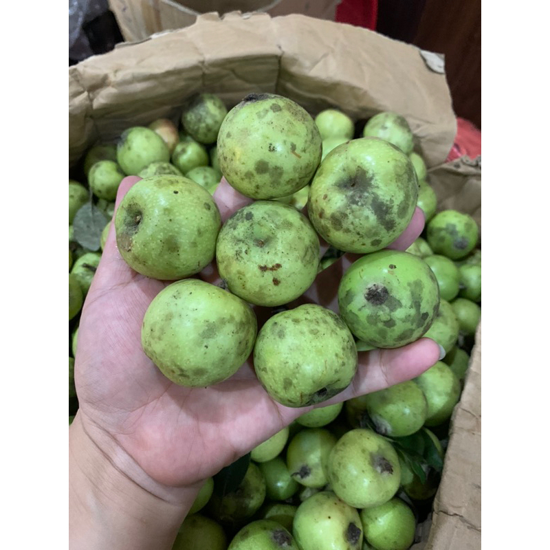 Táo mèo tươi mù cang chải yên bái