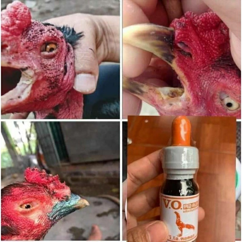 kén mép sứt mép vio