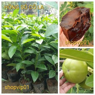 Cây hồng sô cô la cao 40-50 cm