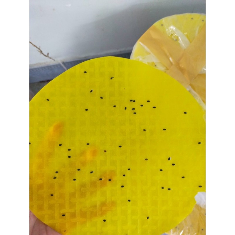 Bánh tráng nướng mè vàng, Tây Ninh. 1kg