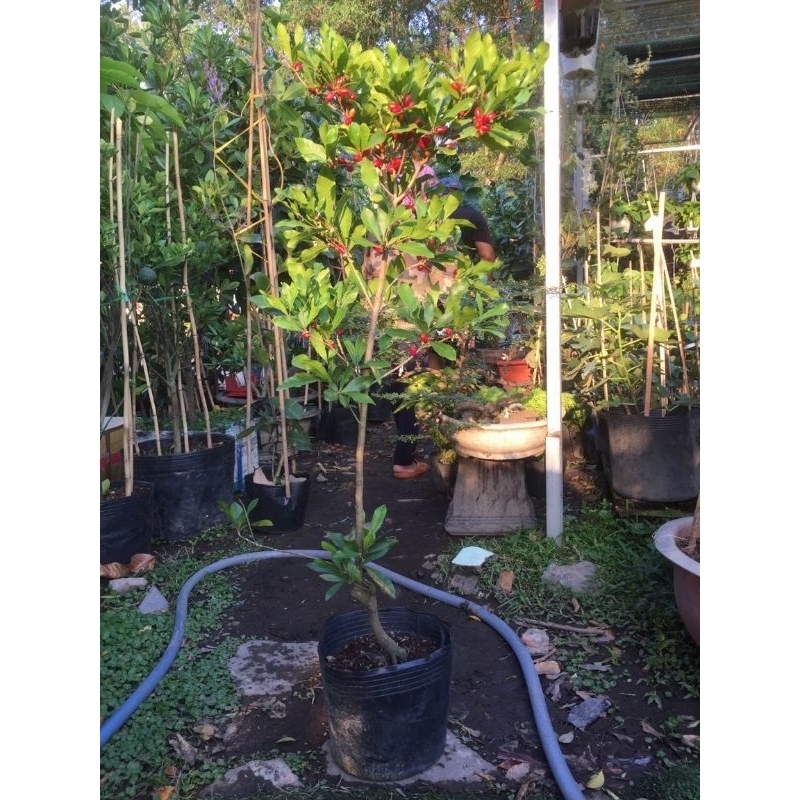 Cây thần kỳ đang trái